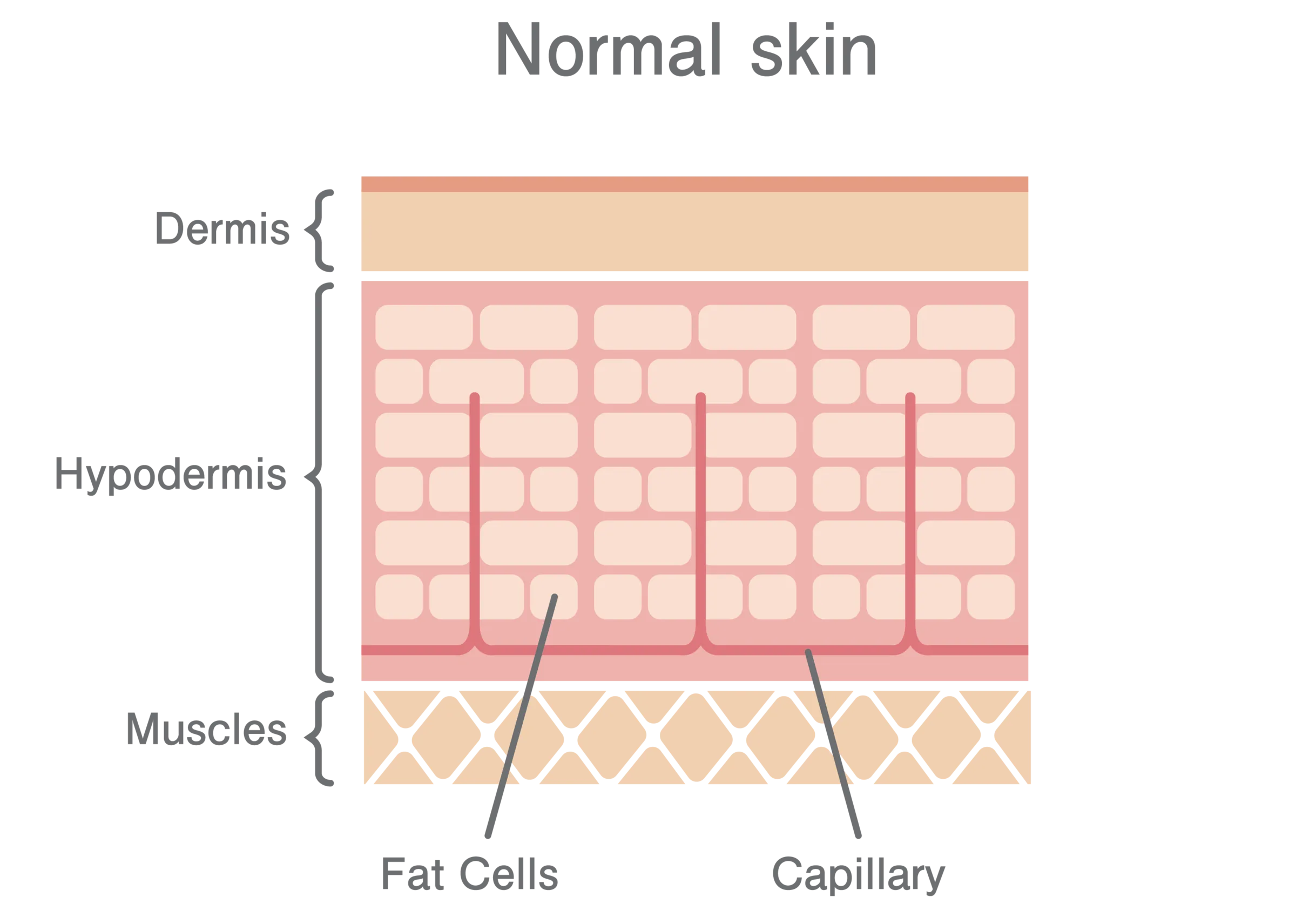 Normal skin layers